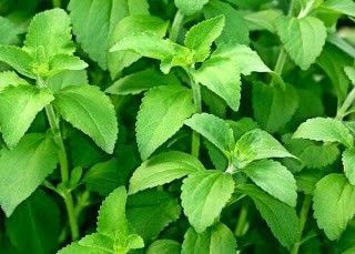 Stevia